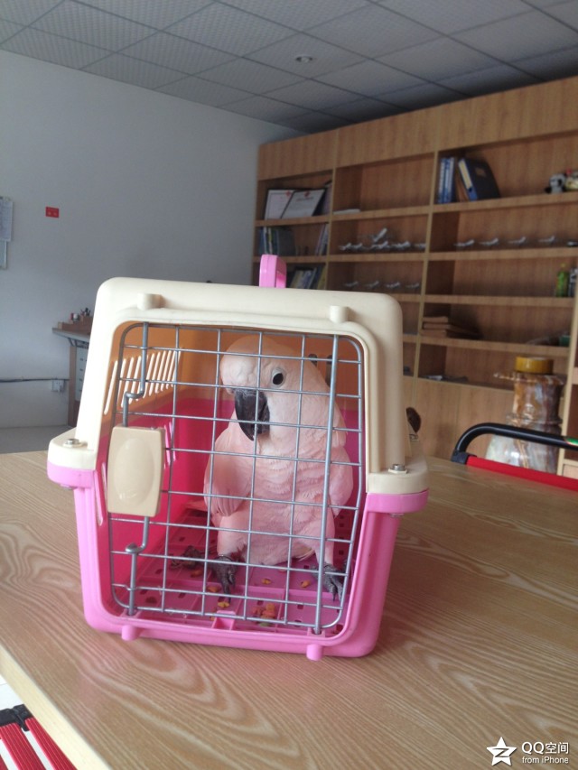 成都寵物飛機托運