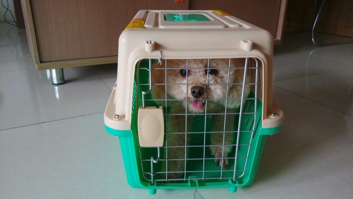 成都寵物高鐵托運